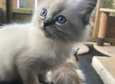 Last kitten available
