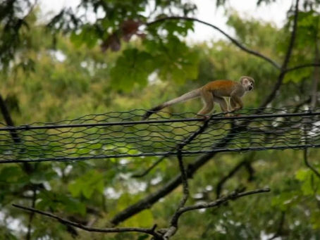 Playa Grande en Costa Rica construirá 20 pasos de fauna