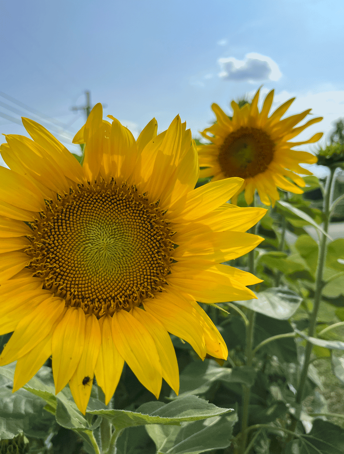 Sunflowers in the Garden at Shoals Community Clinic