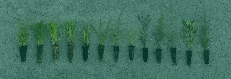 Plant Selection-min.png