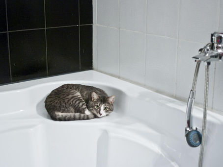 Domácí mazlíčci a ucpané odpady