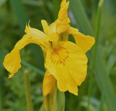 iris.jpg