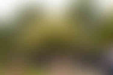 wedding guests under tree