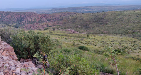 aatengk, huzirua / k̅α-dl-α̅’-k‘αy-iн / nahachagii / Horse Lubber Grasshopper (sources: Eastern Shoshone Working Dictionary, Vocabulary of the Kiowa Language, Navajo-English Dictionary 1958), land of the Ndé Kónitsąąíí Gokíyaa (Lipan Apache), Naa'dahéńdé (Mescalero Apache), Jumanos, Tiwa (Tigua), Kiowa, Nʉmʉnʉʉ (Comanche), Otomoaco, photo C. Artuso