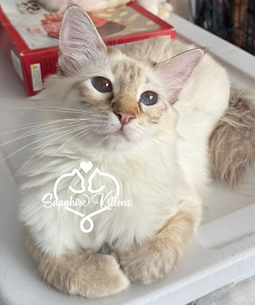 eZy Watermark_29-01-2026_12-28-19-6630PM.jpeg