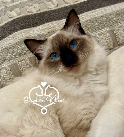 eZy Watermark_04-11-2025_04-39-32-3520PM.jpeg