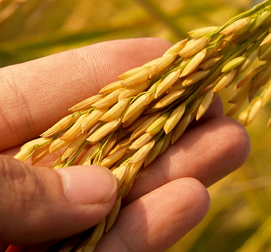 field-nature-green-rice-plant-agricultur