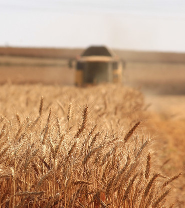 grass-plant-field-wheat-grain-prairie-13