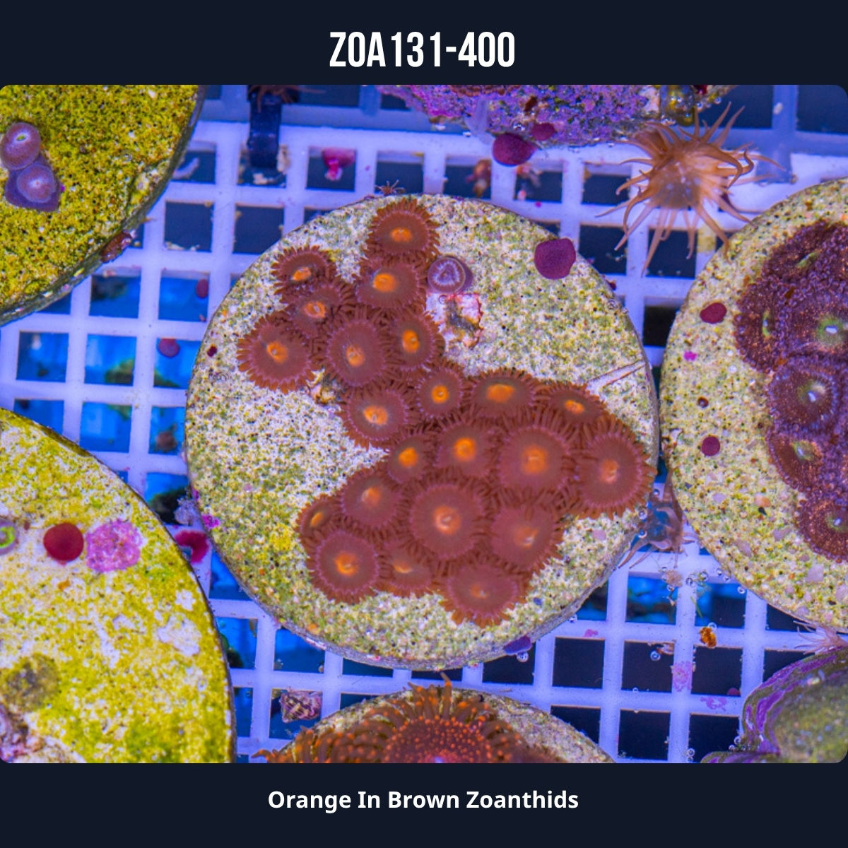 Orange In Brown Zoanthids Zoa131-400