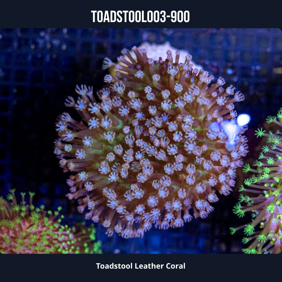 Toadstool Leather Coral-003
