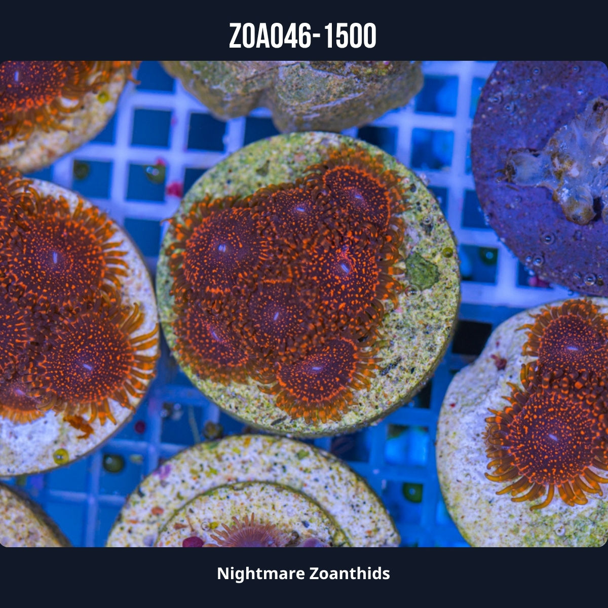 Nightmare Zoanthids Zoa046-1500