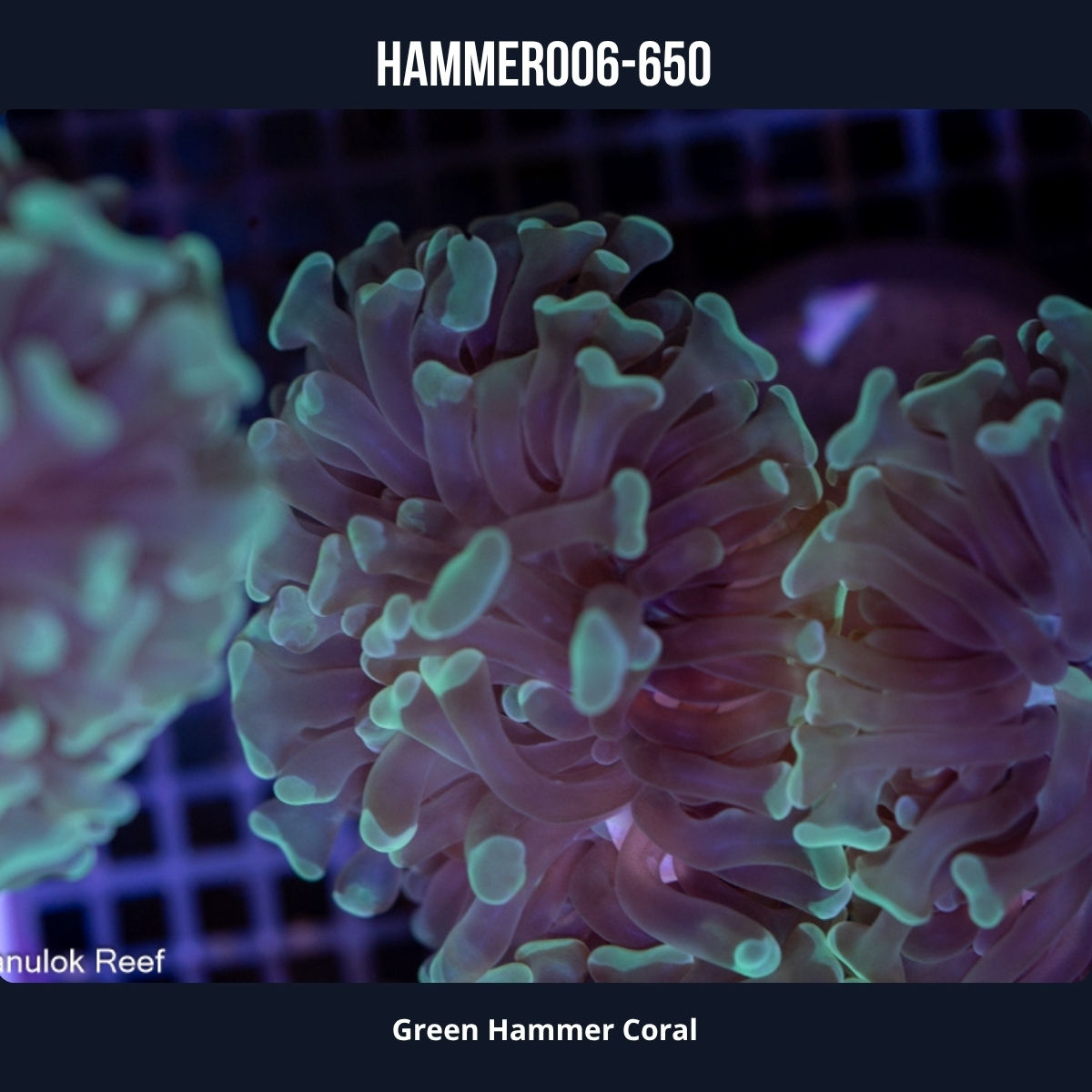 Green Hammer Coral-006