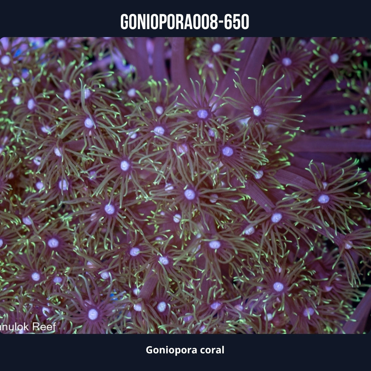 Goniopora Coral-008