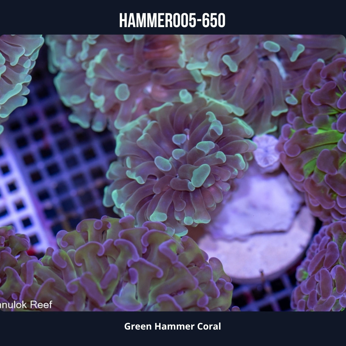 Green Hammer Coral-005