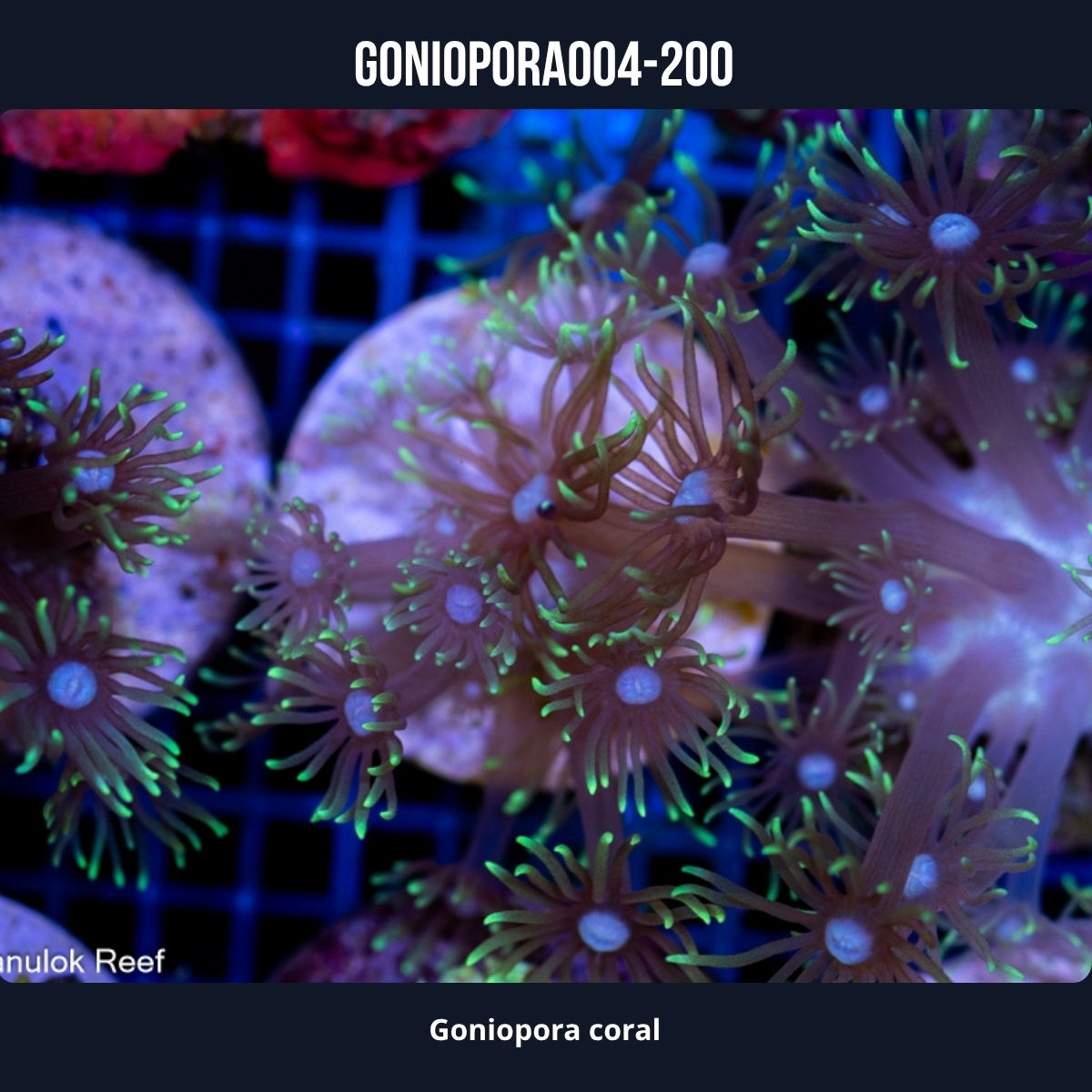 Goniopora Coral-004