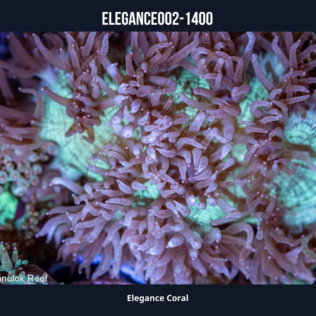 Elegance Coral-002