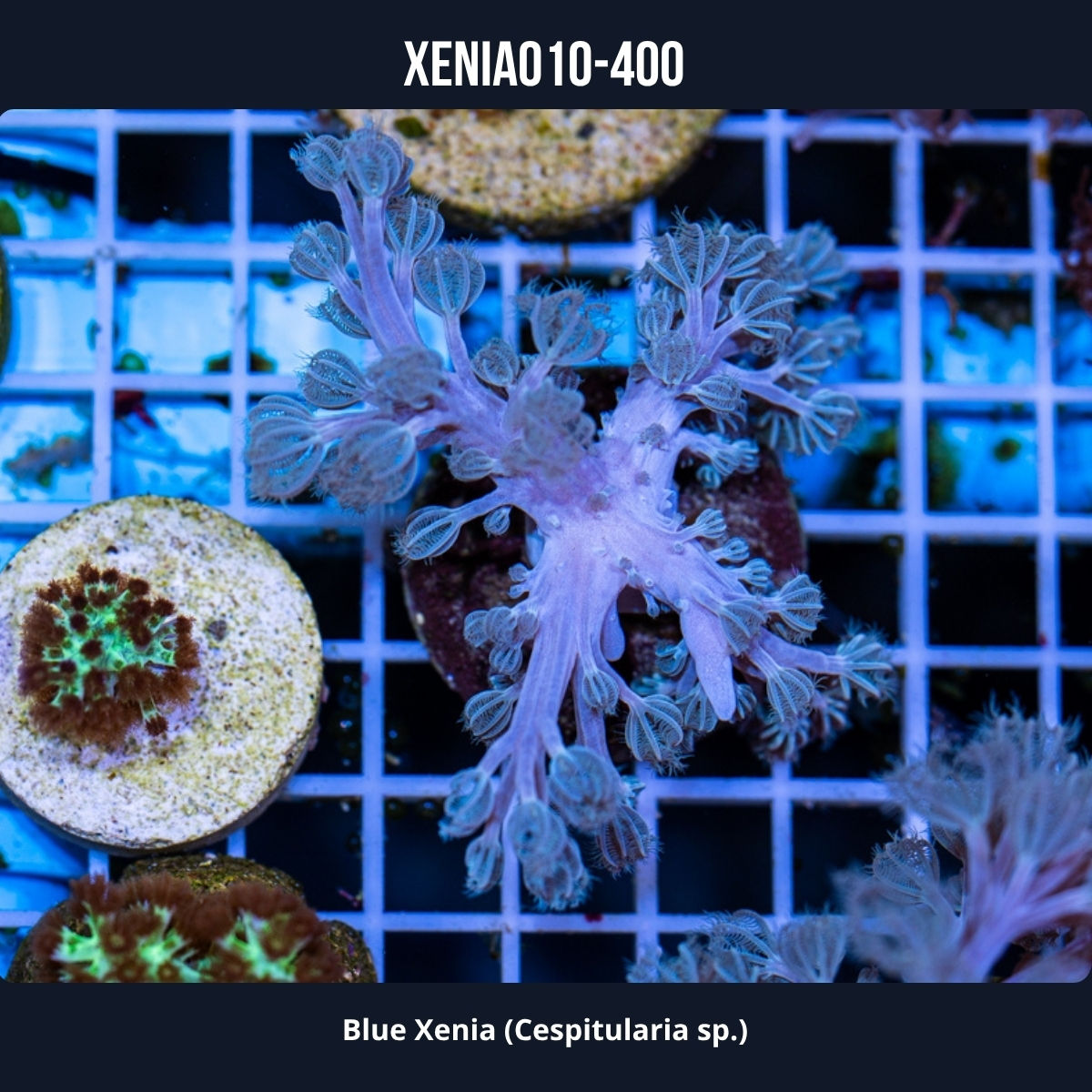 Blue Xenia-010