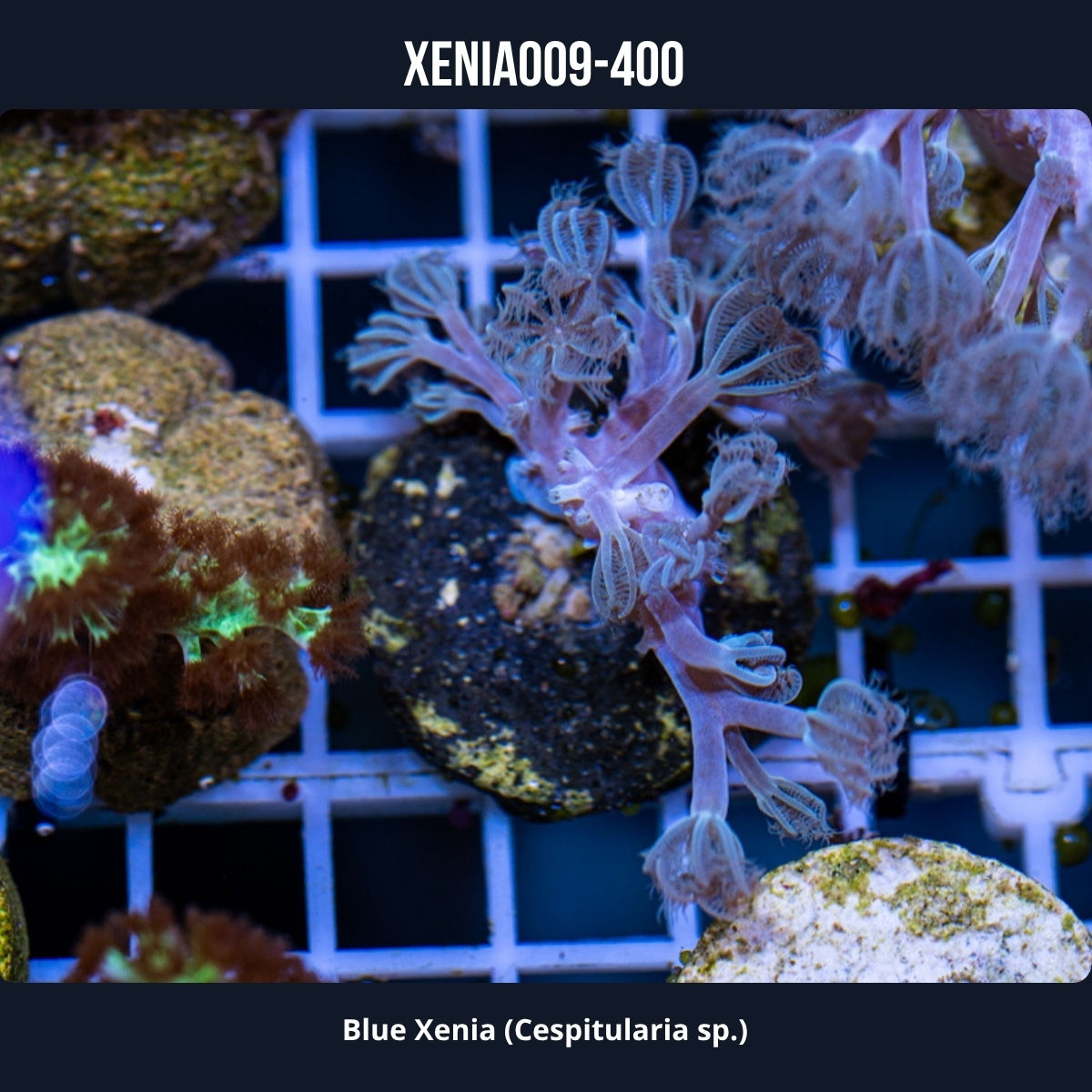 Blue Xenia-009