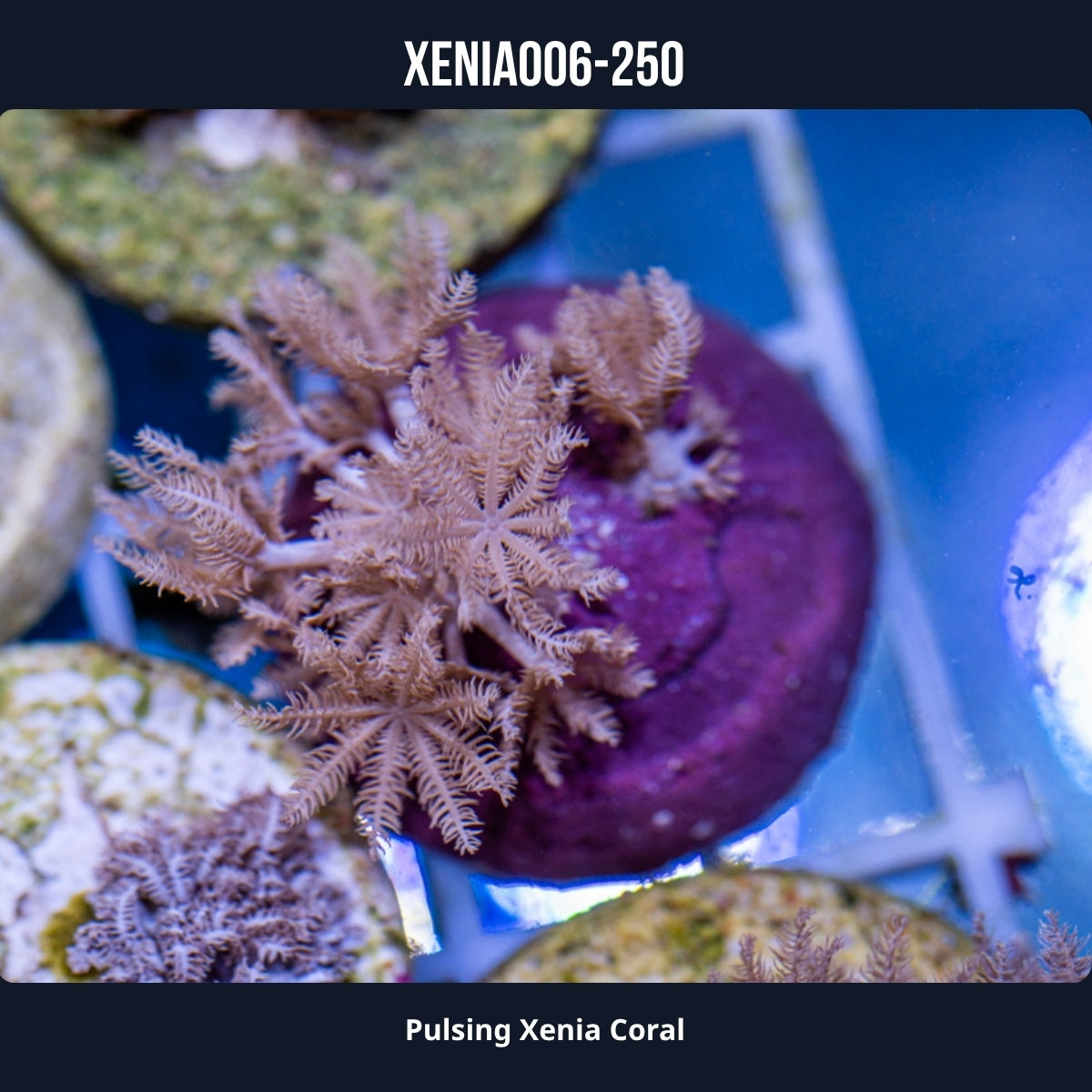 Pulsing Xenia-006