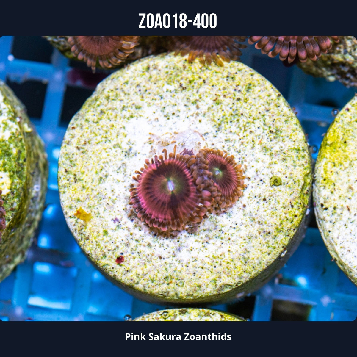 Zoa018-400