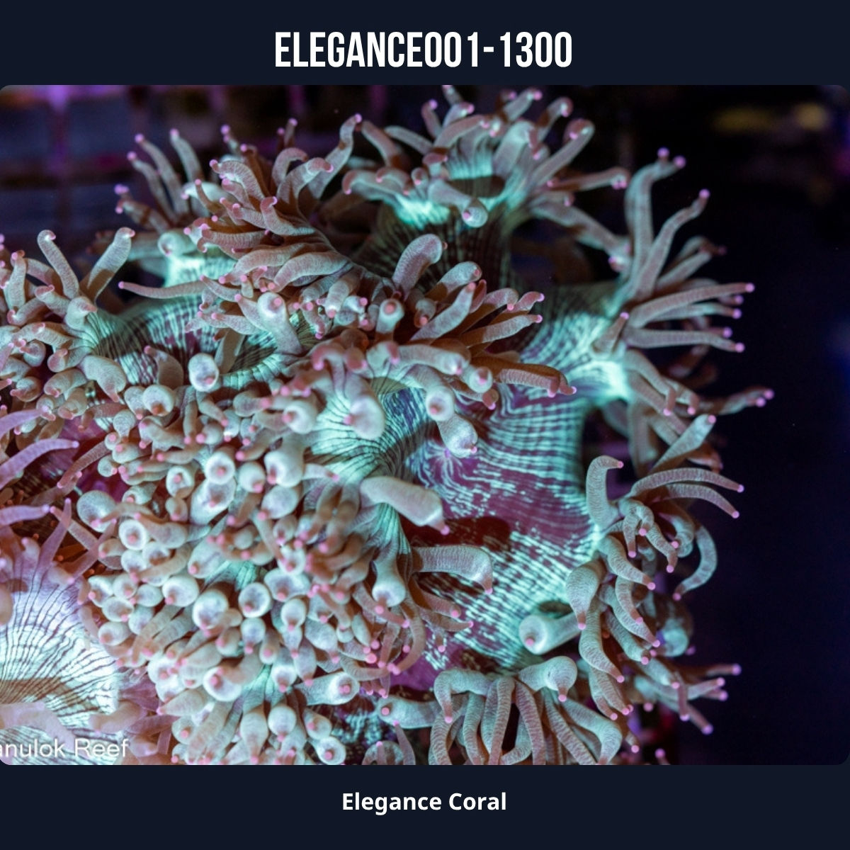 Elegance Coral-001