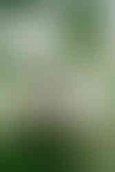 Alden Grove Wedding Venue in Lowell Michigan