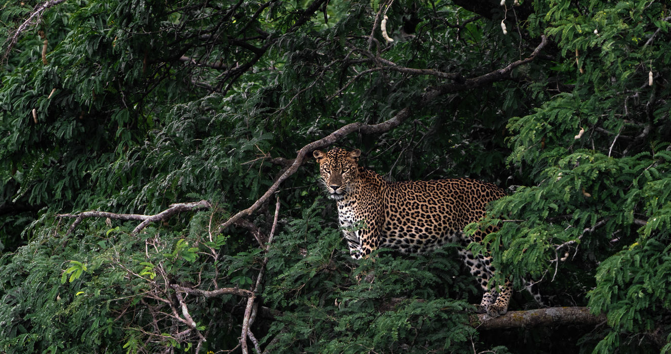Leopard, Kumana National Park
