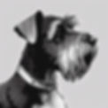 Black and white theme, schnauzer profile magnified, artistic, hand drawn.jpg