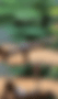 copy_E6127906-BCE1-404F-8717-1B1BCA248791.GIF