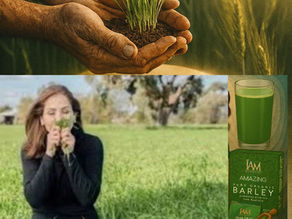 A lady smelling the barley grass plant