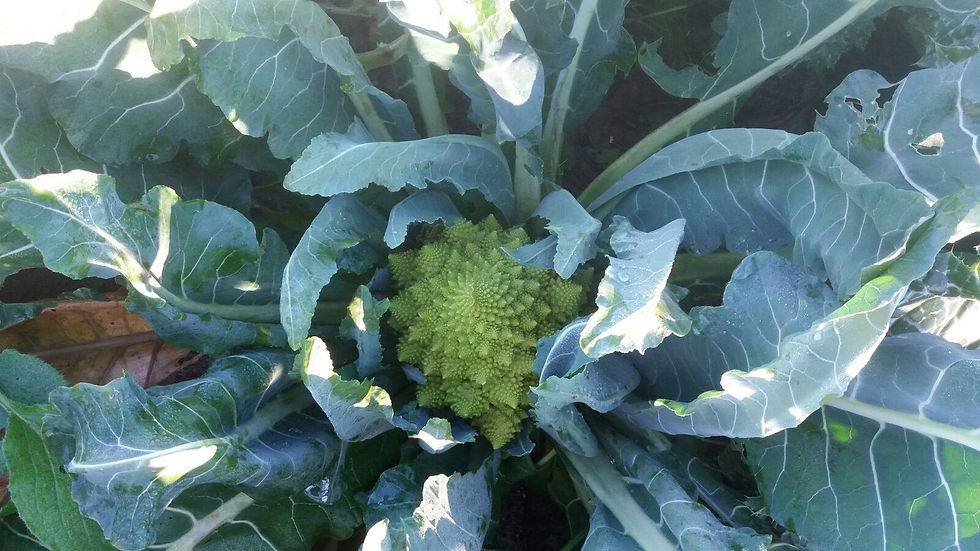 broccolo romano