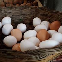 uova da galline allevate a terra