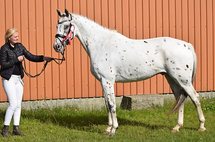 Peru Skrødstrup