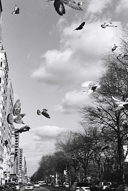 Bord de Central Park
New York - Sublimez votre décor avec des photographies d’art en noir et blanc de New York, numérotées et limitées pour une touche d’authenticité.