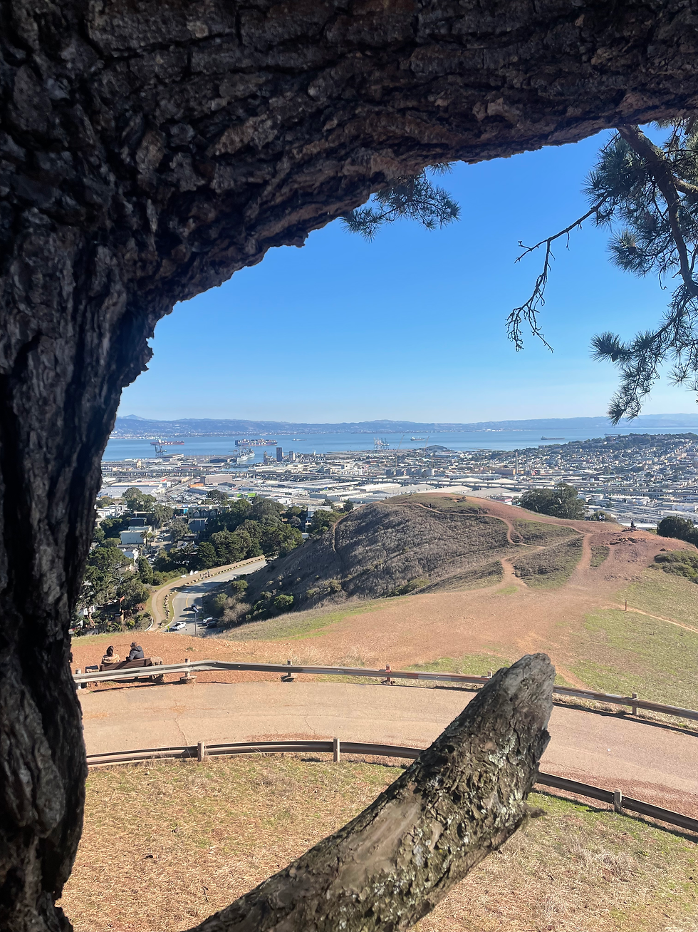 climbing trees