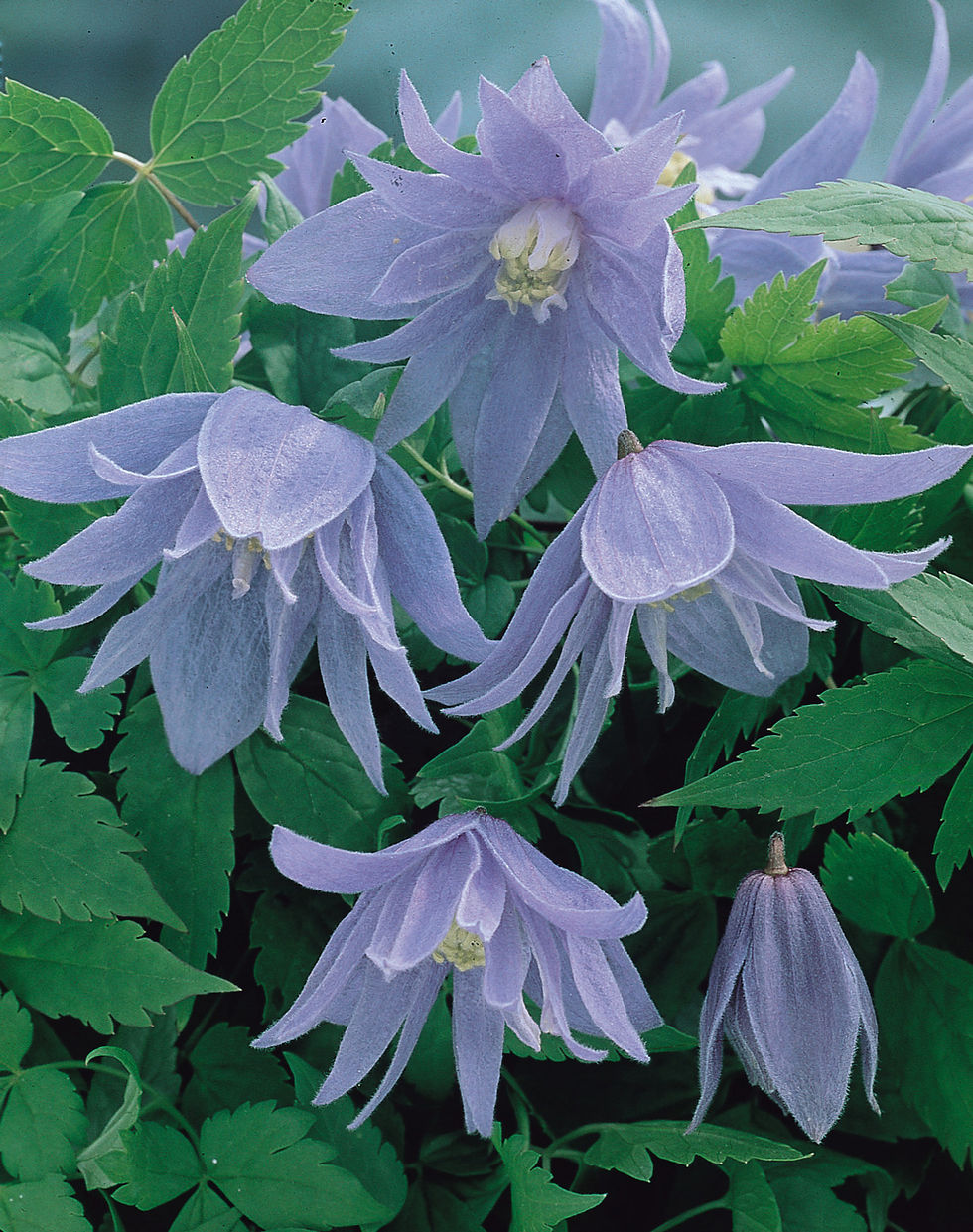 Clematis 'Alpina' flowers