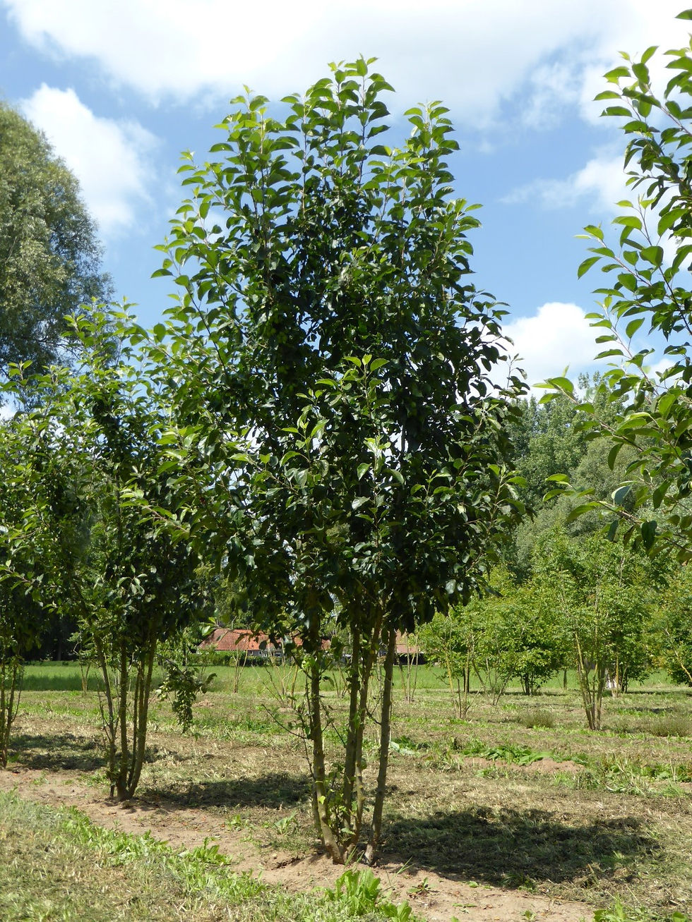Malus 'John Downie'