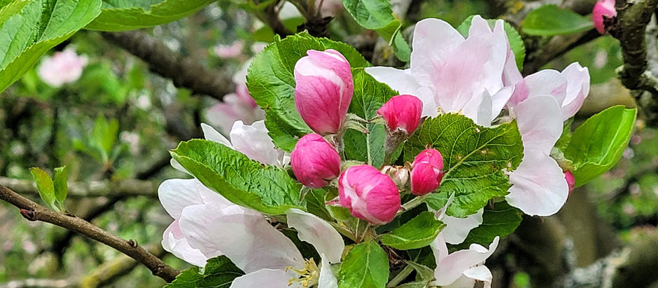 How to prune and care for young trees - free workshop 12 Feb