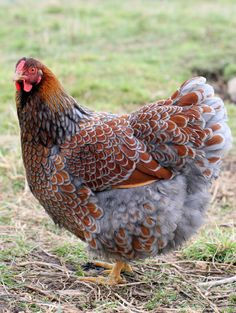 pretty chicken.jpg