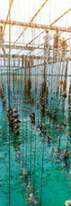 oyster-farm-aquaculture-timeline.jpg