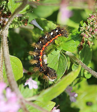 Knot grass caterpillar