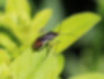 Closterotomus trivialis