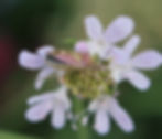 Dolycoris baccarum
