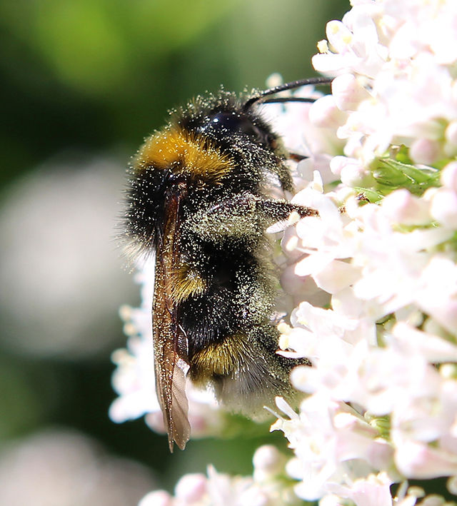 Pollen-covered bumble bee