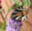 Jersey Tiger moth