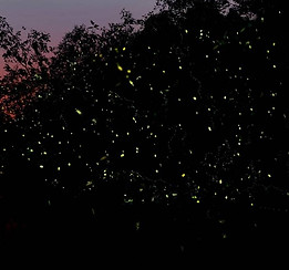 fireflies.jpg