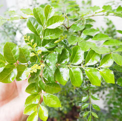 営業再開について