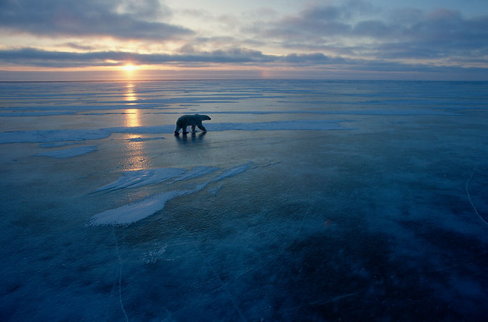 polar bear walking on the water