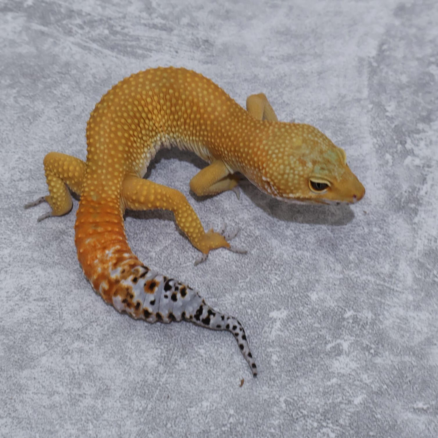 Shtctb Male Minus Ekor