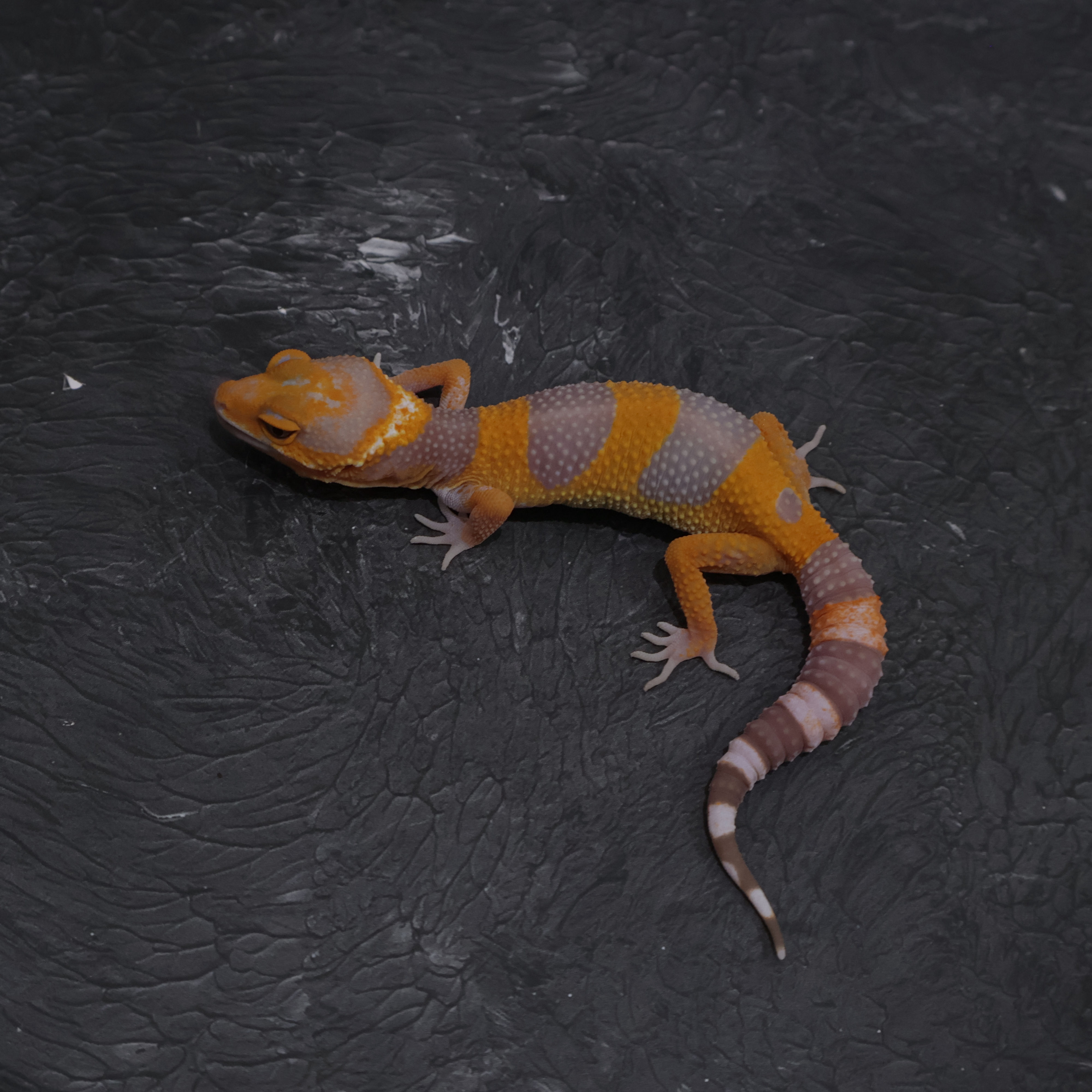 Tangerine Tremper